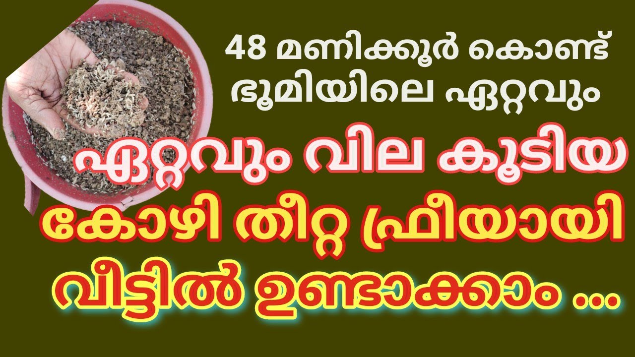 എല്ലാ ദിവസവും കോഴികൾ മുട്ട ഇടണോ ? ഈ തീറ്റ കൊടുത്താൽ മതി :/black soldier Lava / law cost poultry feed