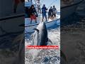 This Giant Tuna Is Built Like a Tank #oceancreatures #wildlife #facts #ytshorts