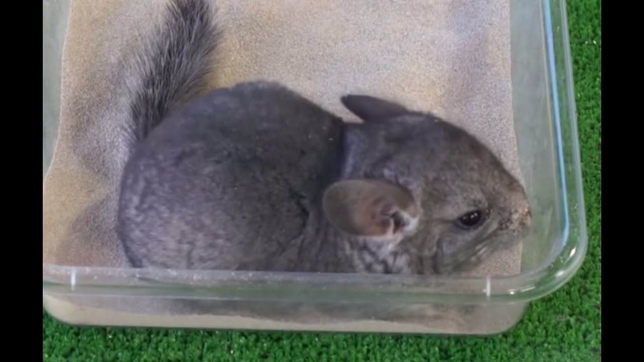 CHINCHILLAS The chinchilla's sand bath. Amazing images! YouTube