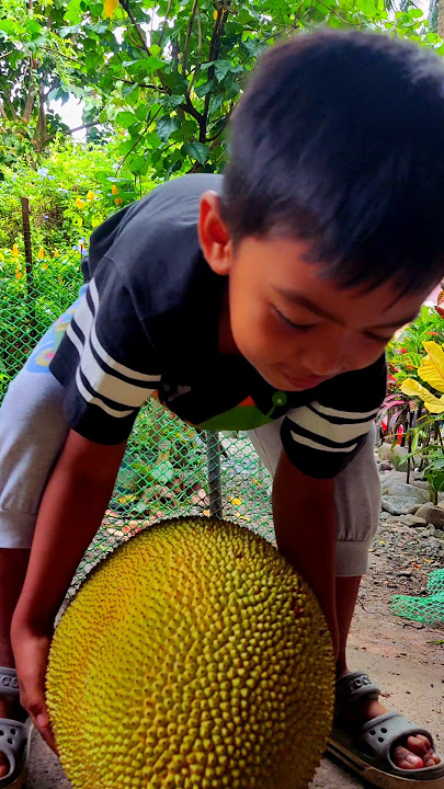 jackfruit langka so yummy 😋 #jackfruit #langka