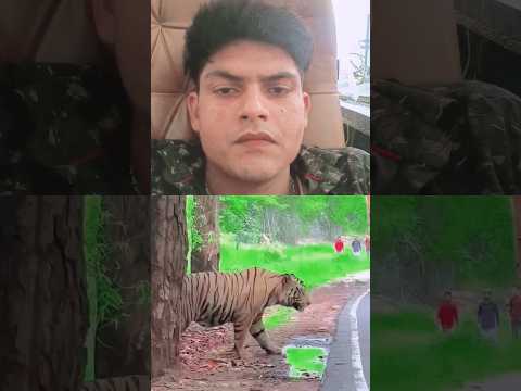 short video #tiger #reels jangal #viralvideo #shortclips #trendingshorts