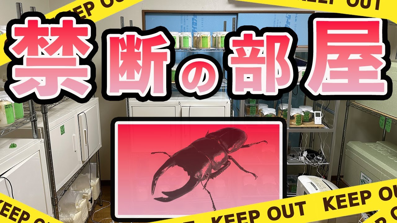 【ブリードルーム】オオクワガタ ９０㎜をねらえる恵まれすぎた環境の部屋を公開