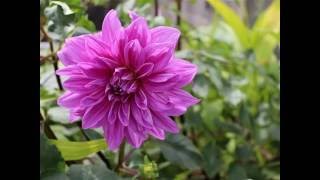 四季の花