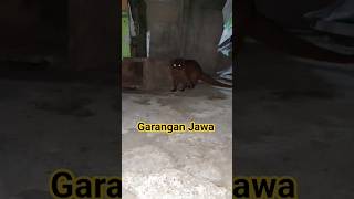 moongose jinak,,,‼️#garanganjinak #animals #lasun #moongose