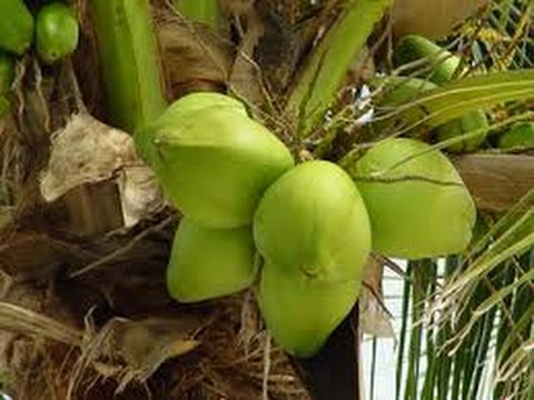 Incrível, como produzir mudas de COCO anão do modo mais fácil do mundo!