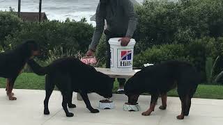 If you love Rottweilers don’t skip this video by The Dogs World 5 views 3 weeks ago 8 minutes, 49 seconds