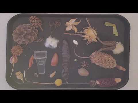 Seed Dispersal