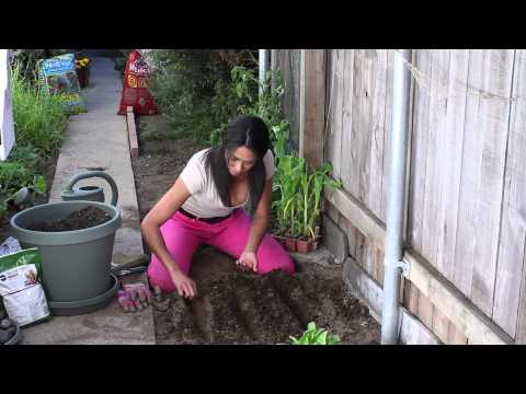 Video: Mustard As A Siderat (22 Photos): What Is Better Than Phacelia? When To Sow And Dig Up White Mustard As Fertilizer For The Soil Of The Garden In The Fall?