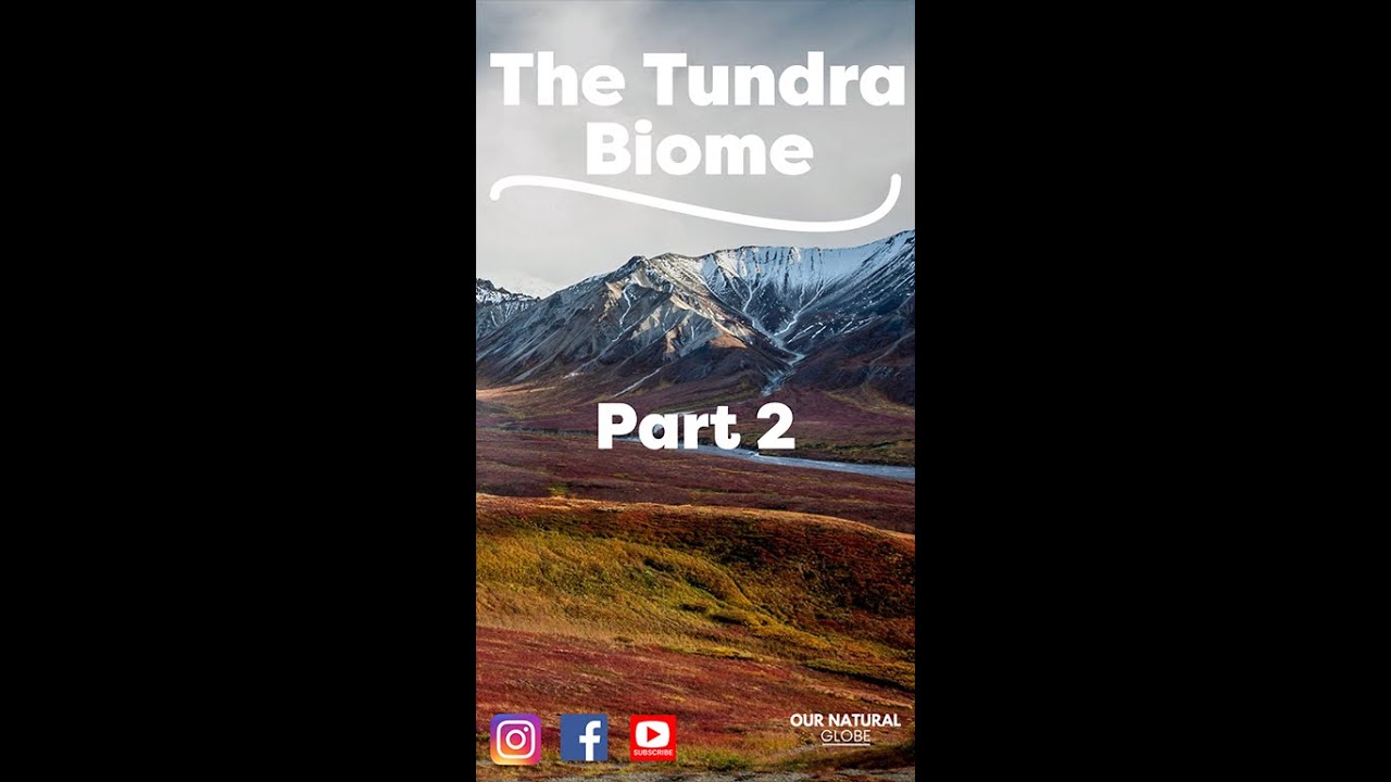 Adaptions of Arctic animals living in the tundra biome!  #shorts