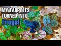 Unbelievable from tadpoles to frogs dendrobates tinctorius