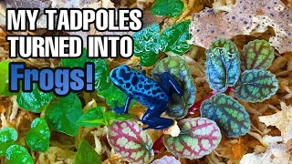 UNBELIEVABLE! FROM TADPOLES TO FROGS (Dendrobates tinctorius)