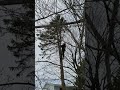 Timber part 2