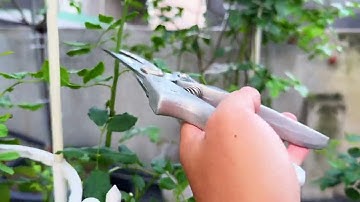 Lage snoeitechniek voor rozenbomen