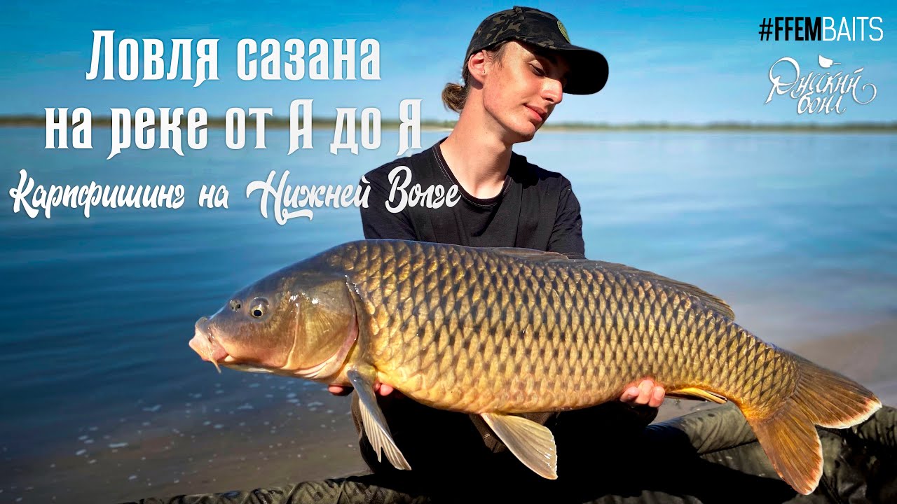 Сазан на нижней волге