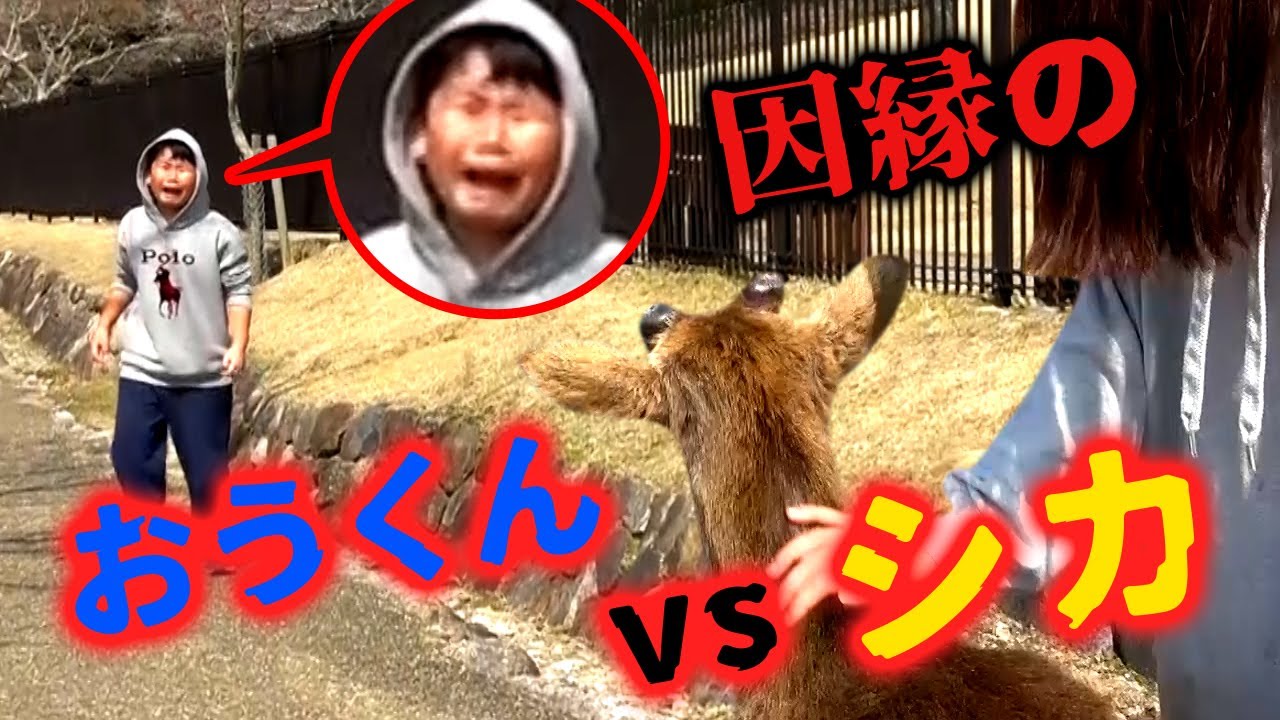 ◇ Will O-kun get beaten up again?! Deer revenge in Nara Park