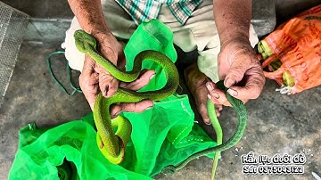 Nghề bắt rắn lục đuôi đỏ cực độc bằng tay không  có một ko hai ở việt nam
