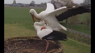 Stork in love