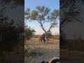 Magnificent elephant cutting down a tree 