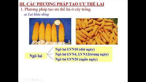 Vì sao ưu thế lai biểu hiện rõ nhất ở f1 khi lai 2 dòng thuần chủng với nhau