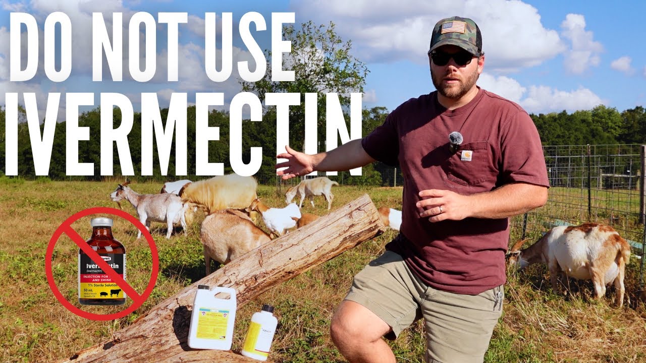 Прекратите использовать ивермектин для коз: лучшее средство от глистов, которое действительно раб...