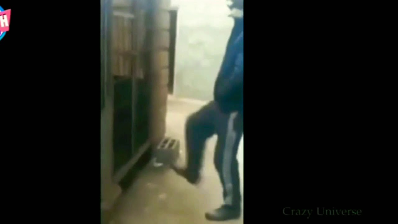 Instant karma of animals and humans