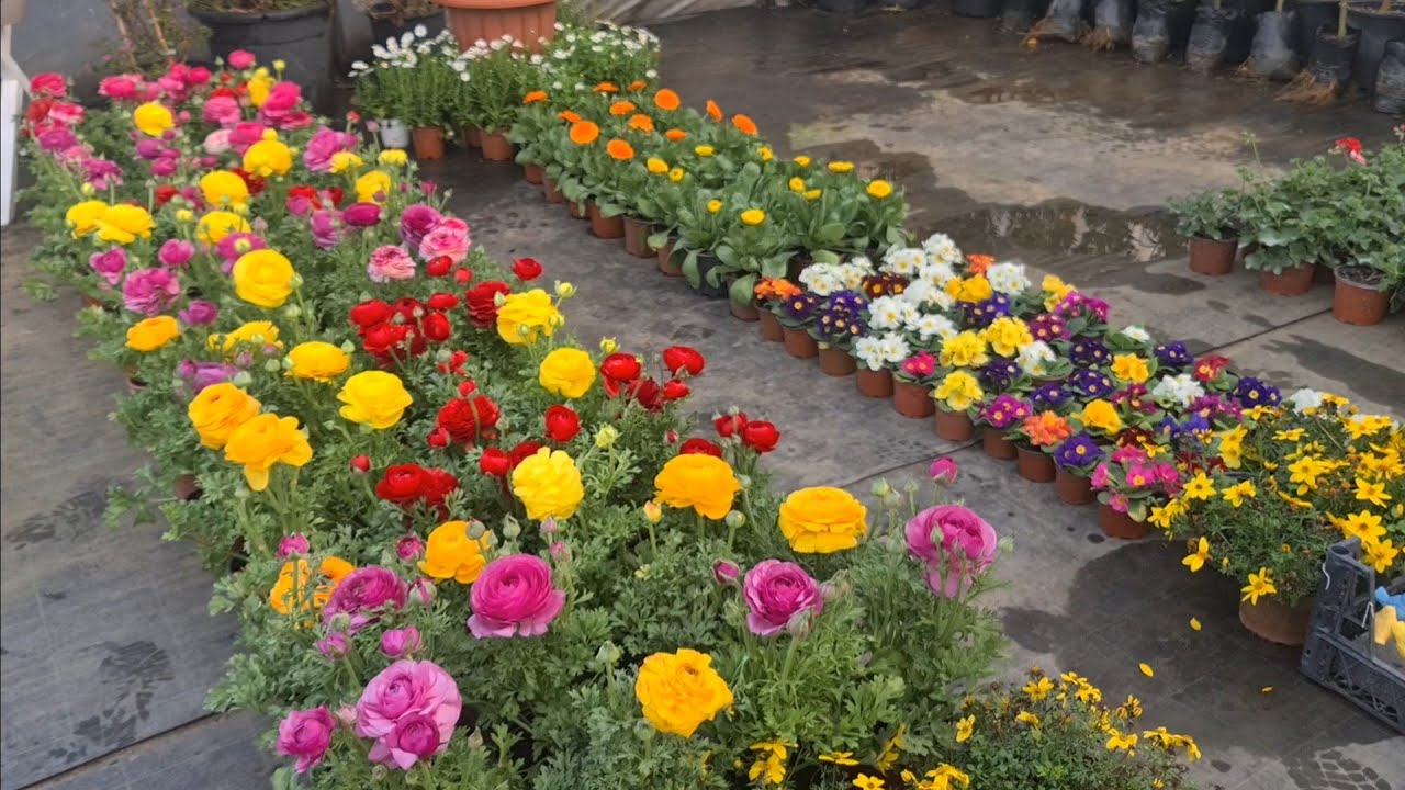 Palmiye Peyzaj'da Yeni Gelen Çiçekler
