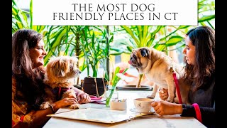 Dog Friendly CT: Everything You Need to Know