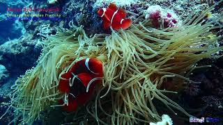 Weird Red Clownfish Diving Pulau Pramuka