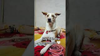 high-five 🙌🏼☺️ #trending #pompi #funny #pets #global #puppy #explore #cute #funnyanimals #cutedog