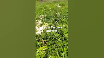 Таволга, или Лаба́зник, прекрасное дополнение к чаю!!!