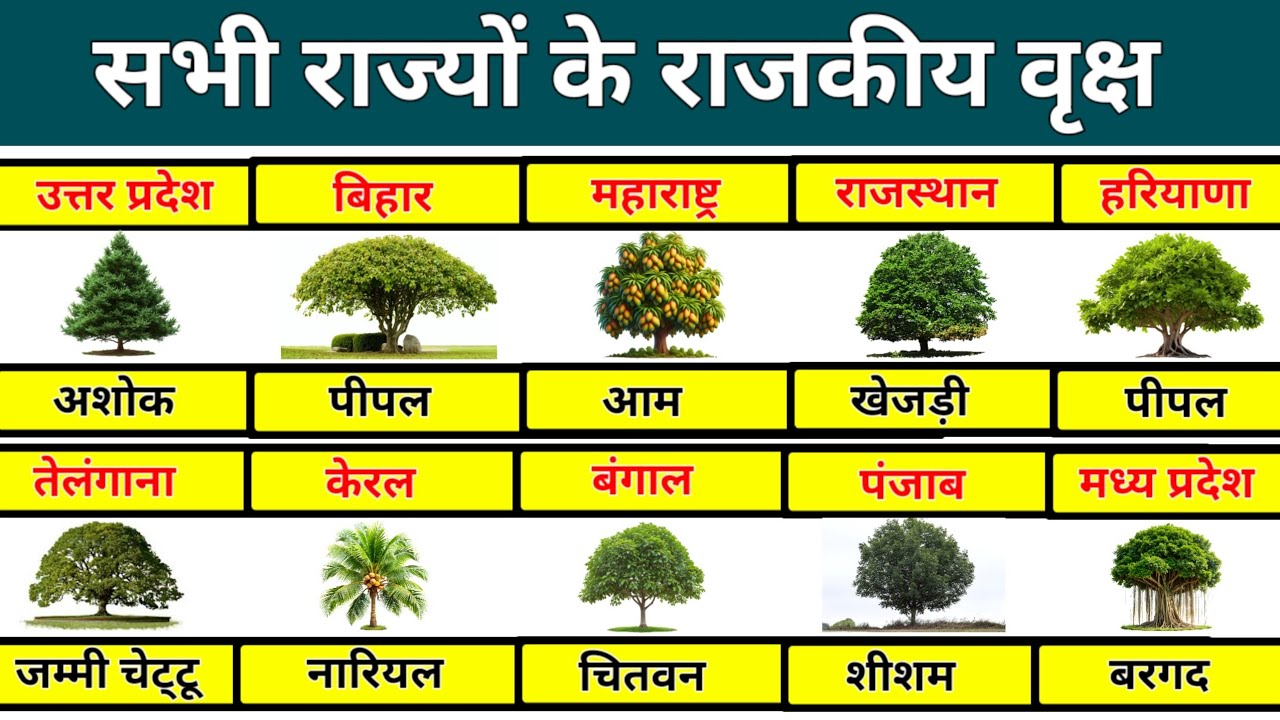 सभी राज्यों के राजकीय वृक्ष | 28 rajyo ke rajkiya vriksha | State trees ...
