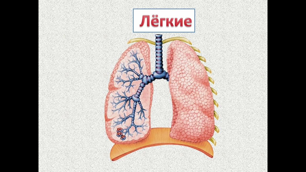 Как выглядит беззубик в реальной жизни. Дыхание аппарата похожее на 2 губки. На что похожи легкие человека. Эти легкие похожи на мой. Эти легкие похожи на мой.