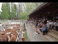 Como funcionan los Remates de Ganado Flaco - Central Ganadera - TvAgro por Juan Gonzalo Angel