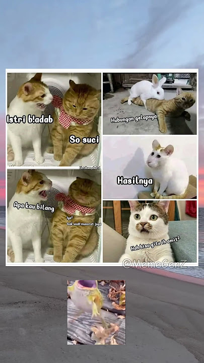 Ketika kucing nikah sama kelinci 🗿💀😭