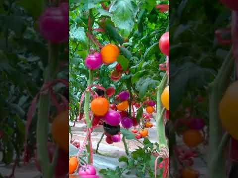 Video: Ar vaivorykštės spalvos pomidorai tikri?