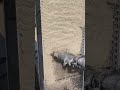 #render #satisfying