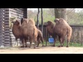 Copenhagen Zoo  40/  -  The Camel