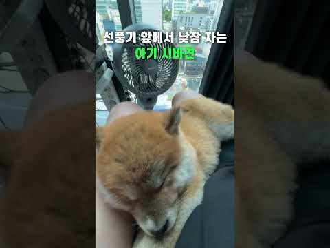 잘 때가 제일 귀여운 아기 시바견 thumbnail