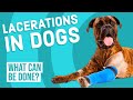 Lacerations in dogs