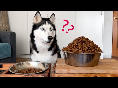 Video: Doggie I Do's e cosa non fare
