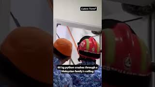 60kg #Python Crashes Through Malaysian Home Ceiling! Teen Finds Giant #snake in Toilet | #malaysia