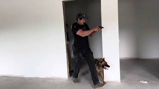 Raya off leash tactical obedience with team