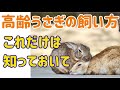 獣医師が教える【高齢うさぎの飼い方7つのポイント】＃62　うさぎの飼い方Vol.28