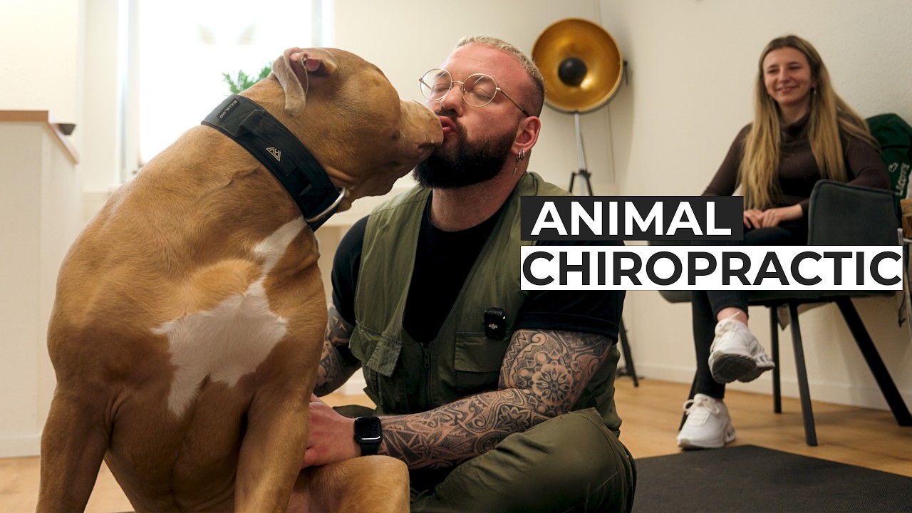 Kuschelmonster 🐶❤️ XXL-Bully beim Chiropraktiker!