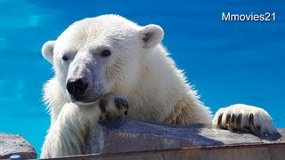 Lovely!! Polar Bear ~待ってる顔が可愛すぎるララ