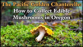 The Pacific Golden Chanterelle: How to Collect Edible Mushrooms in Oregon