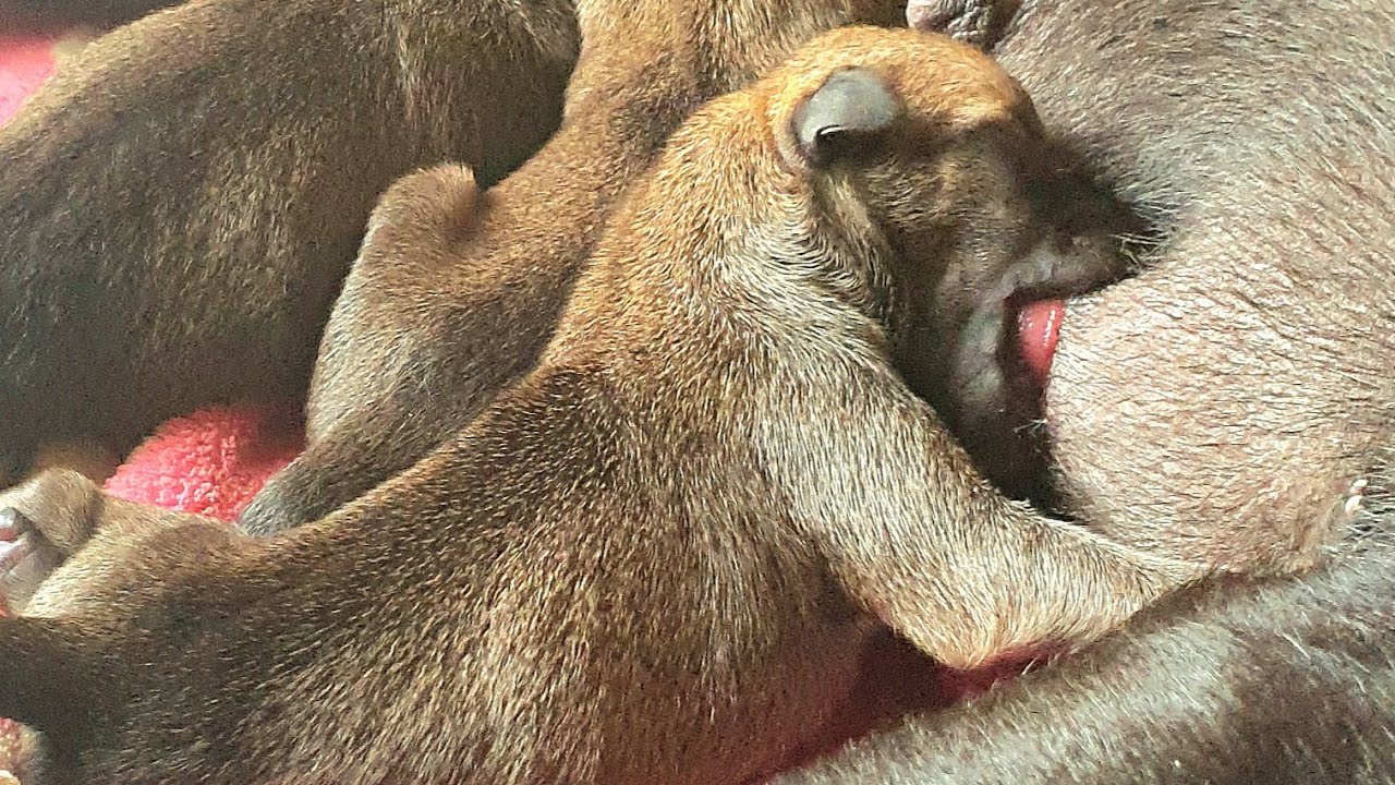 cute-newborn-puppy-breastfeeding-day-1-puppy-puppies-pet