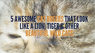 7 AWESOME CAT BREEDS THAT LOOK LIKE A LION, TIGER & OTHER BEAUTIFUL WILDCATS