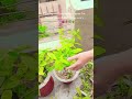 pruning increases plants growth#fypシ゚viral #gardening#hobbysoul #trendingreels#farming#agriculture
