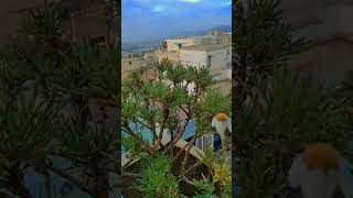 ???.        agriculture agronomie tlemcen تلمسان نباتات